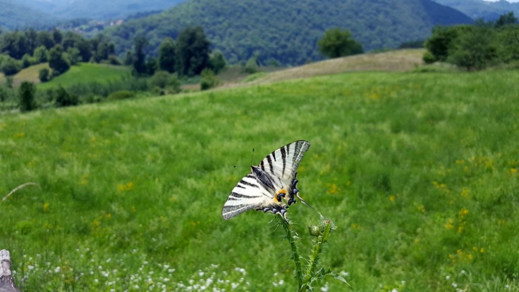 Verminte Idylle.